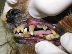 veterinary dental instruments